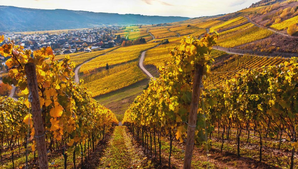 Pfälzer Weinberge im Herbst